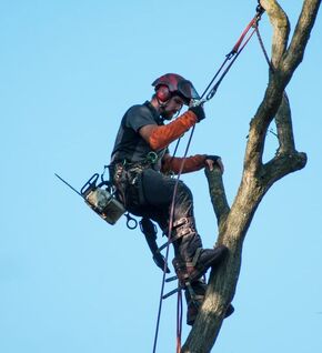 Tree climber Rancho Cordova