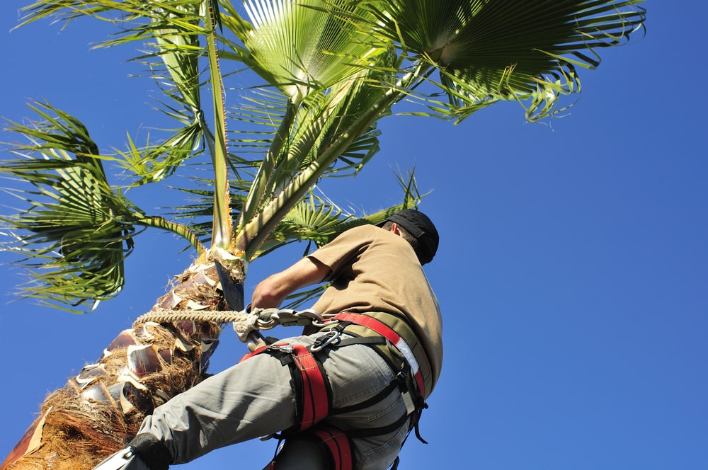 Palm Tree trimming Rancho Cordova